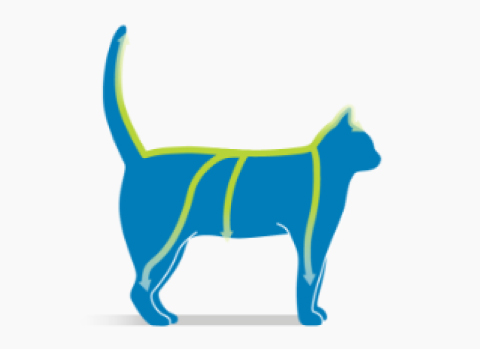 Kedvenced ezzel lekezelted